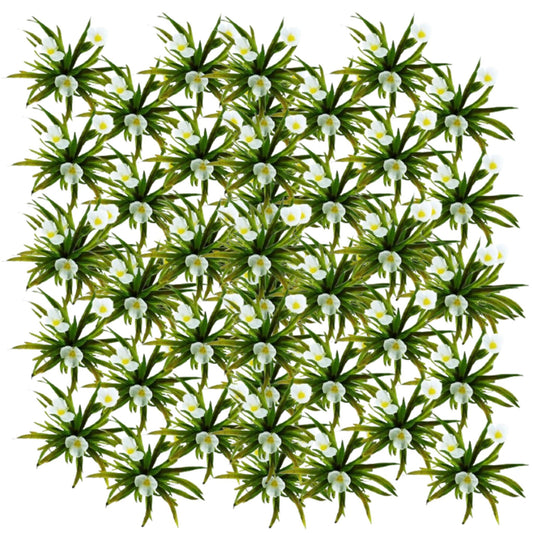 Estratiote - Stratiotes Aloides - 60 Plantas_0