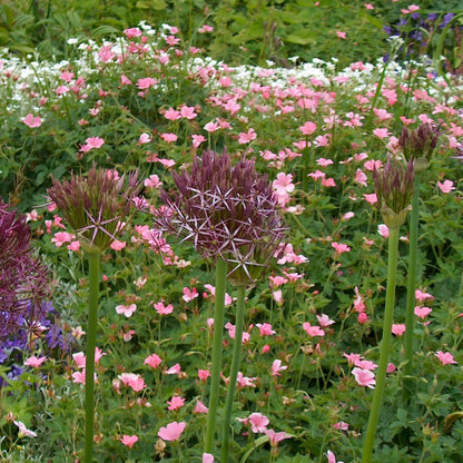 Estrelle De Persia - 30 Pzs - Allium 'christophii' - Bulbos De Flores - Púrpura_1