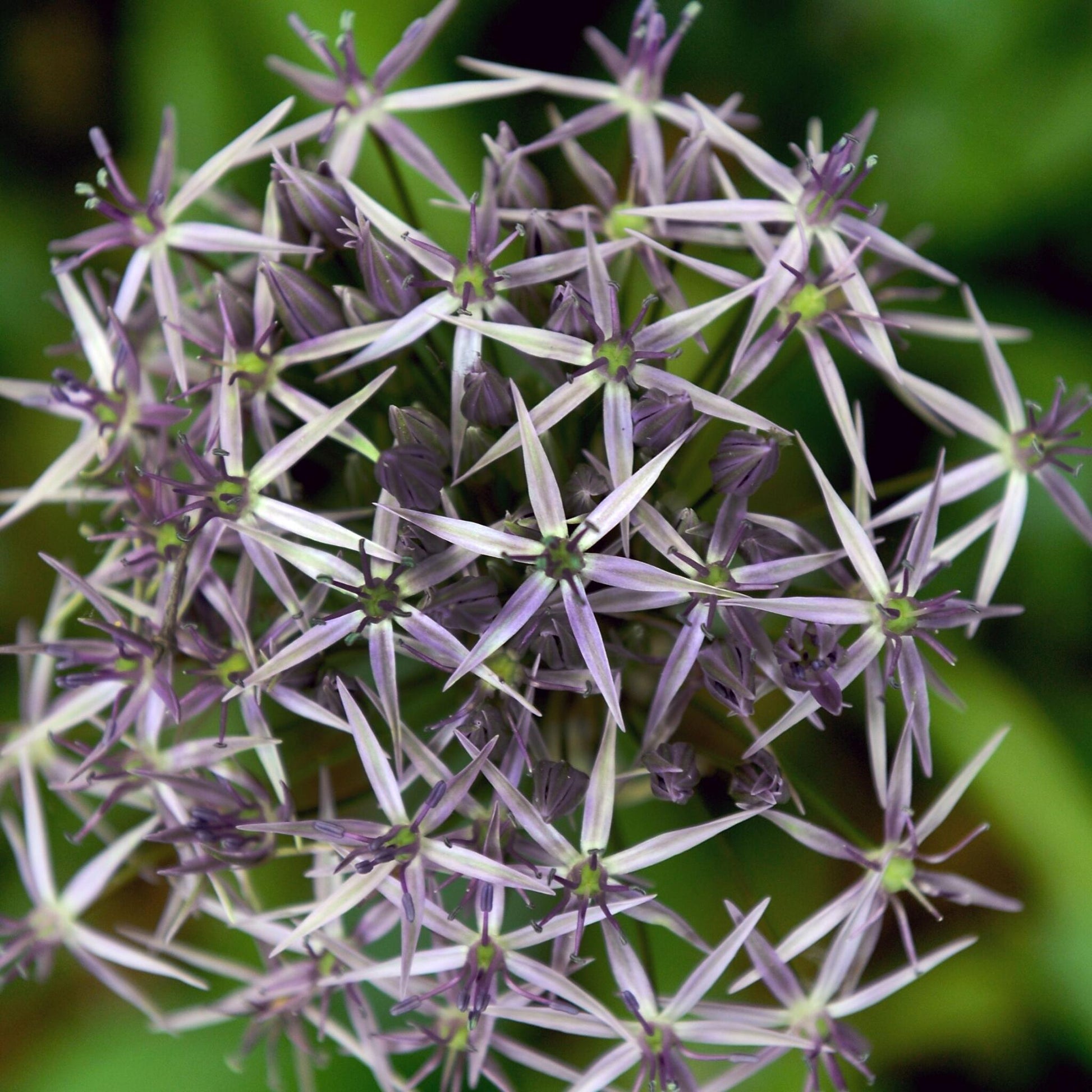 Estrelle De Persia - 30 Pzs - Allium 'christophii' - Bulbos De Flores - Púrpura_3