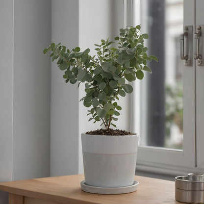 Eucalipto - 2 Pzs - Eucalyptus Parvifolia 'oliva' - Altura 40-50cm - ⌀19cm_1
