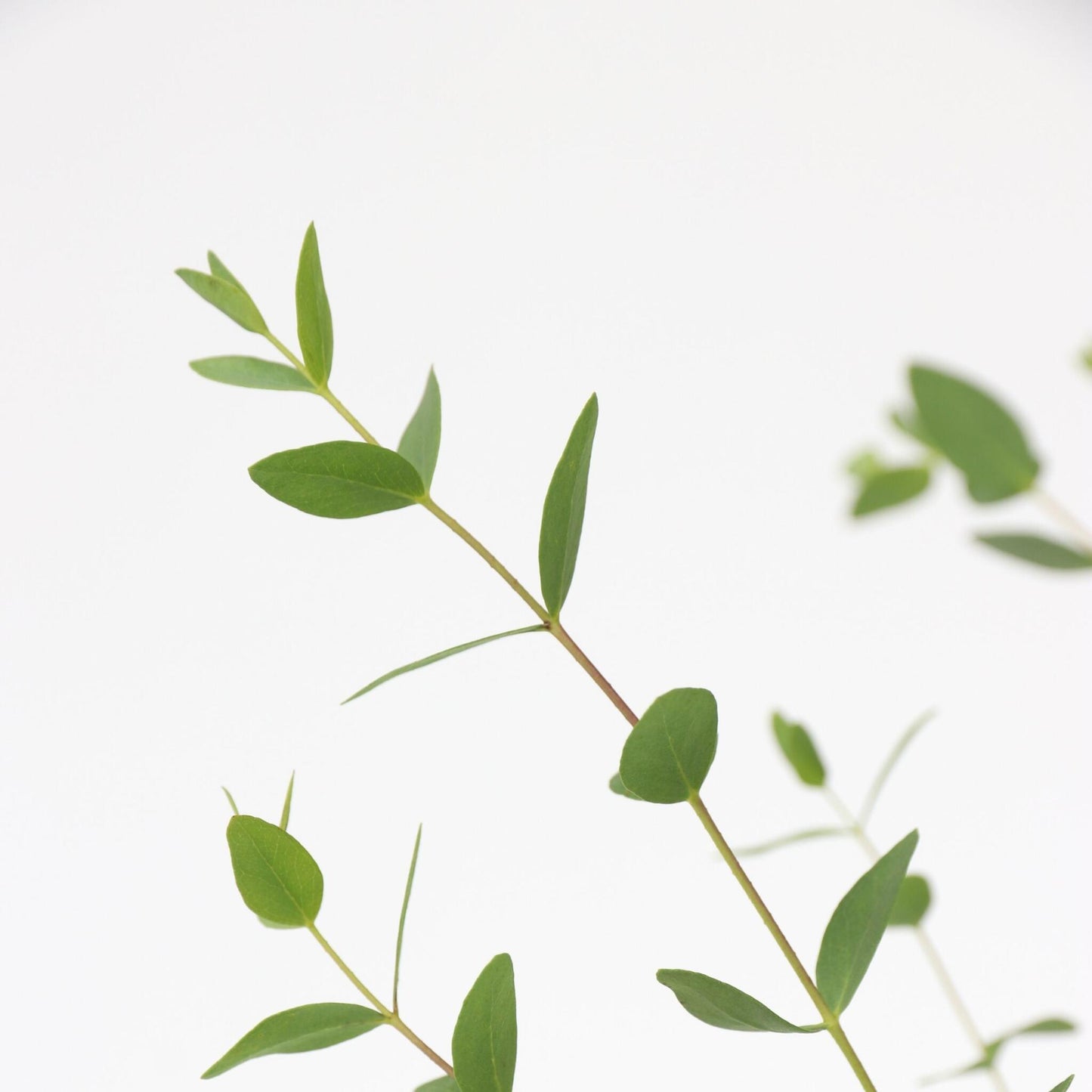 Eucalipto - 2 Pzs - Eucalyptus Parvifolia 'oliva' - Altura 40-50cm - ⌀19cm_3