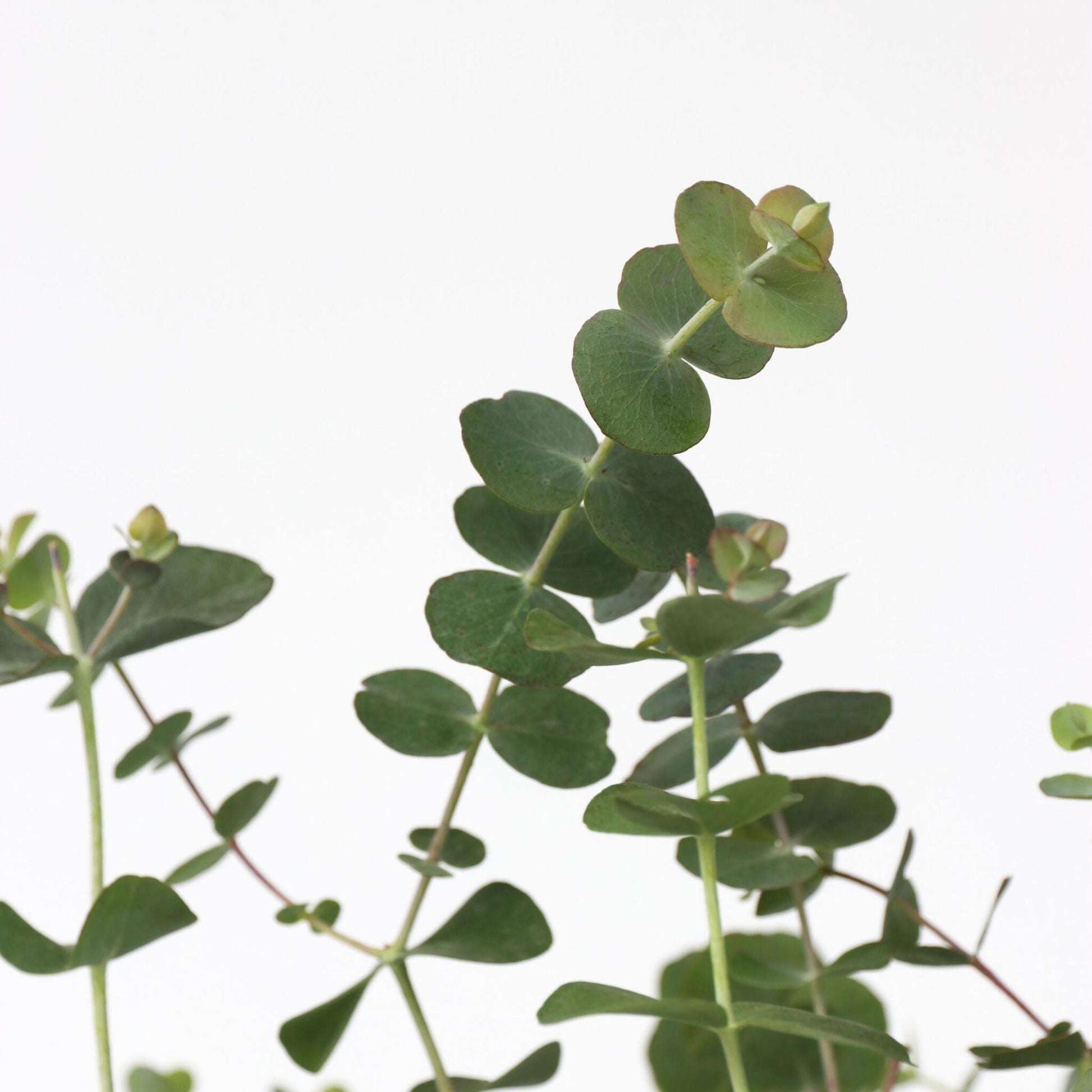 Eucalipto - 2 Pzs - Eucalyptus Pulverulenta 'baby Blue' - Altura 35-45cm - ⌀15cm_3