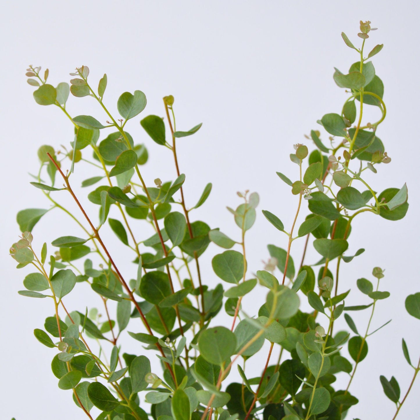 Eucalipto - 2 Pzs - Eucalyptus 'botanic Hearts' - Altura 35-45cm - ⌀15cm_3