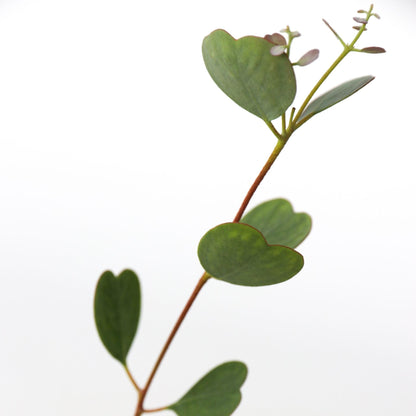 Eucalipto - 2 Pzs - Eucalyptus 'botanic Hearts' - Altura 40-50cm - ⌀15cm_3