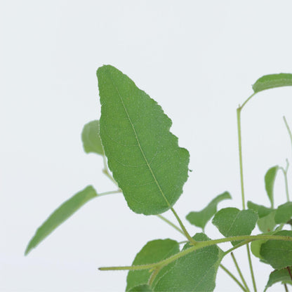 Eucalipto - 2 Pzs - Eucalyptus 'citriodora' - Altura 40-50cm - ⌀19cm_3