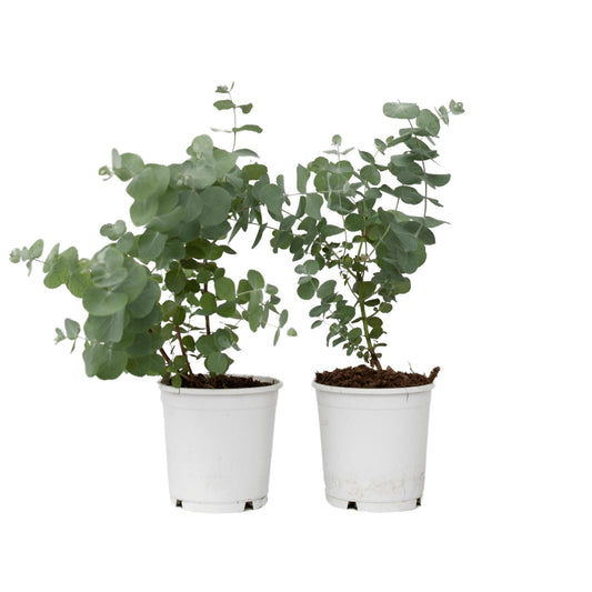 Eucalipto - 2 Pzs - Eucalyptus 'pulverulenta' - Altura 25-40cm - ⌀13cm_0