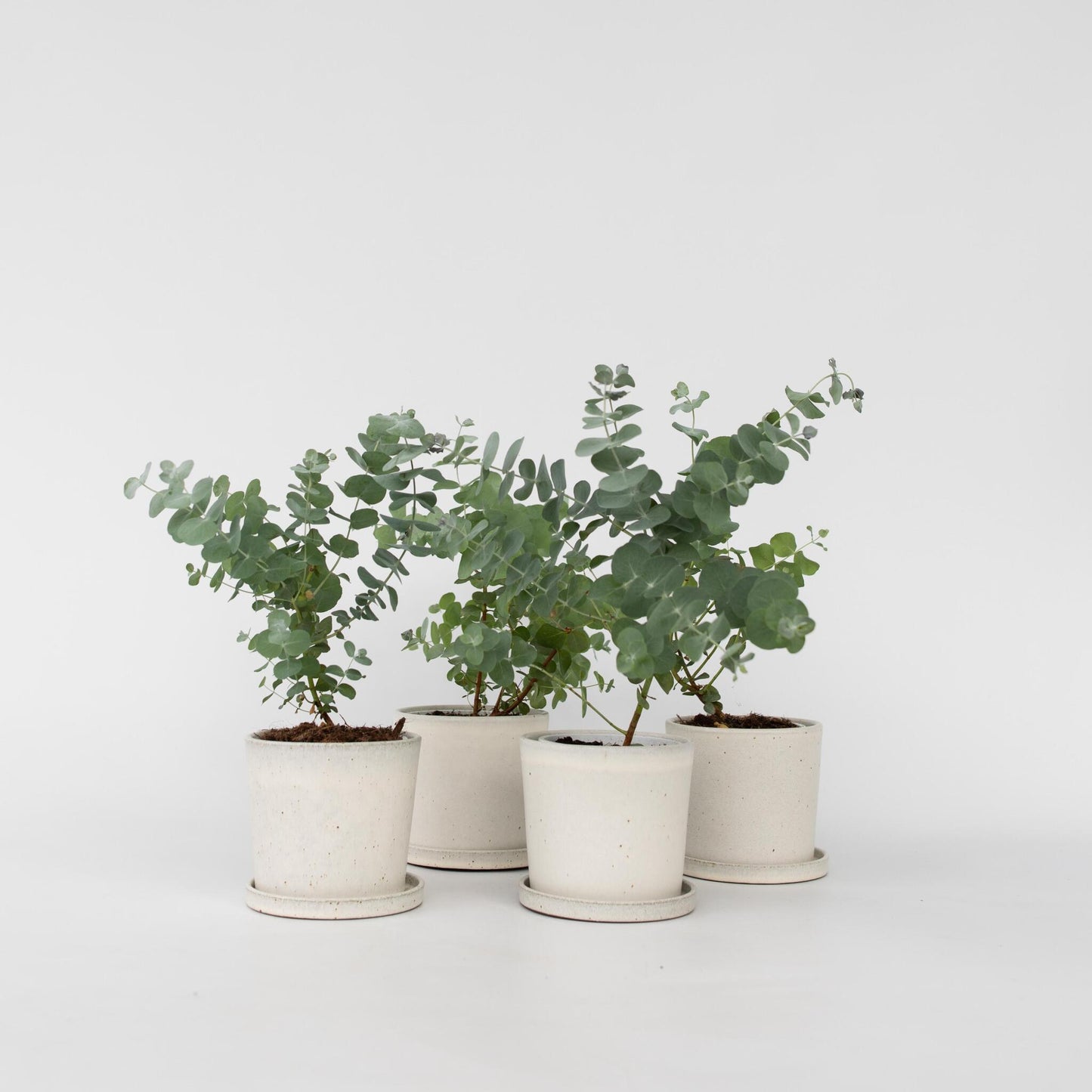 Eucalipto - 6 Pzs - Eucalyptus 'pulverulenta' - Altura 25-40cm - ⌀12cm_4