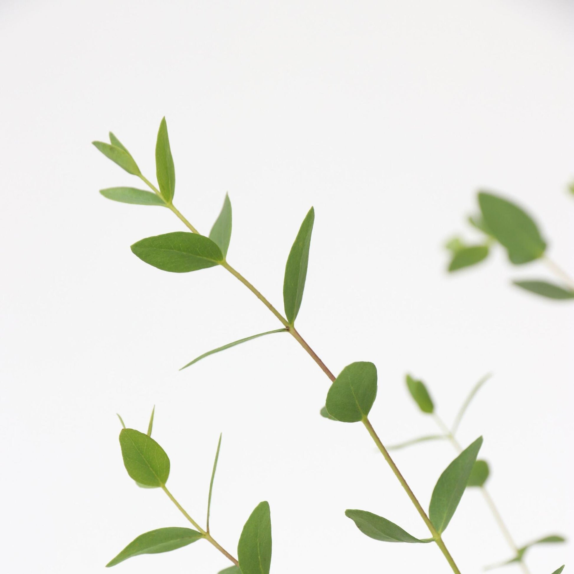 Eucalipto - Eucalyptus Parvifolia 'oliva' - Altura 40-50cm - ⌀19cm_3