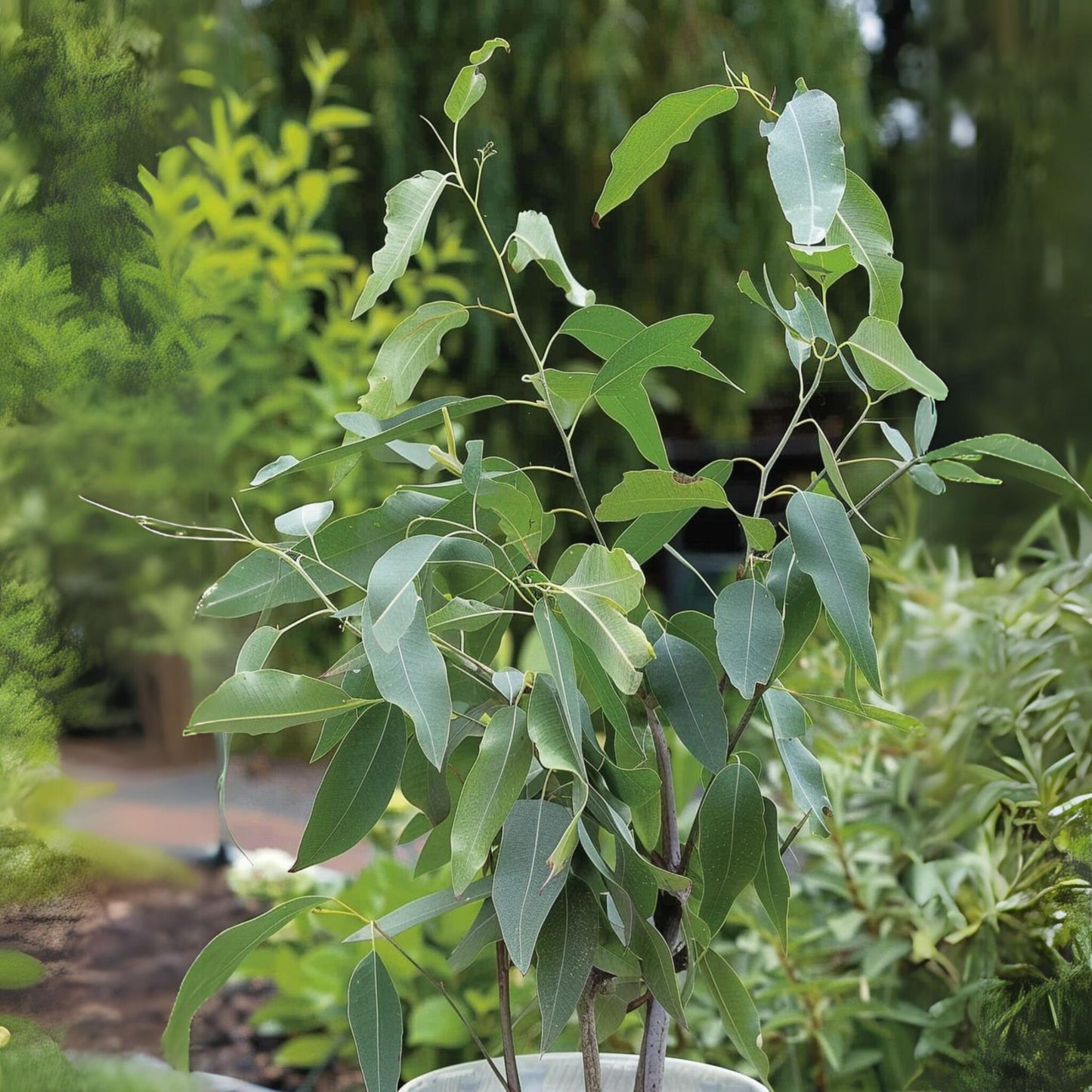 Eucalipto - Eucalyptus 'citriodora' - Altura 40-50cm - ⌀19cm_1