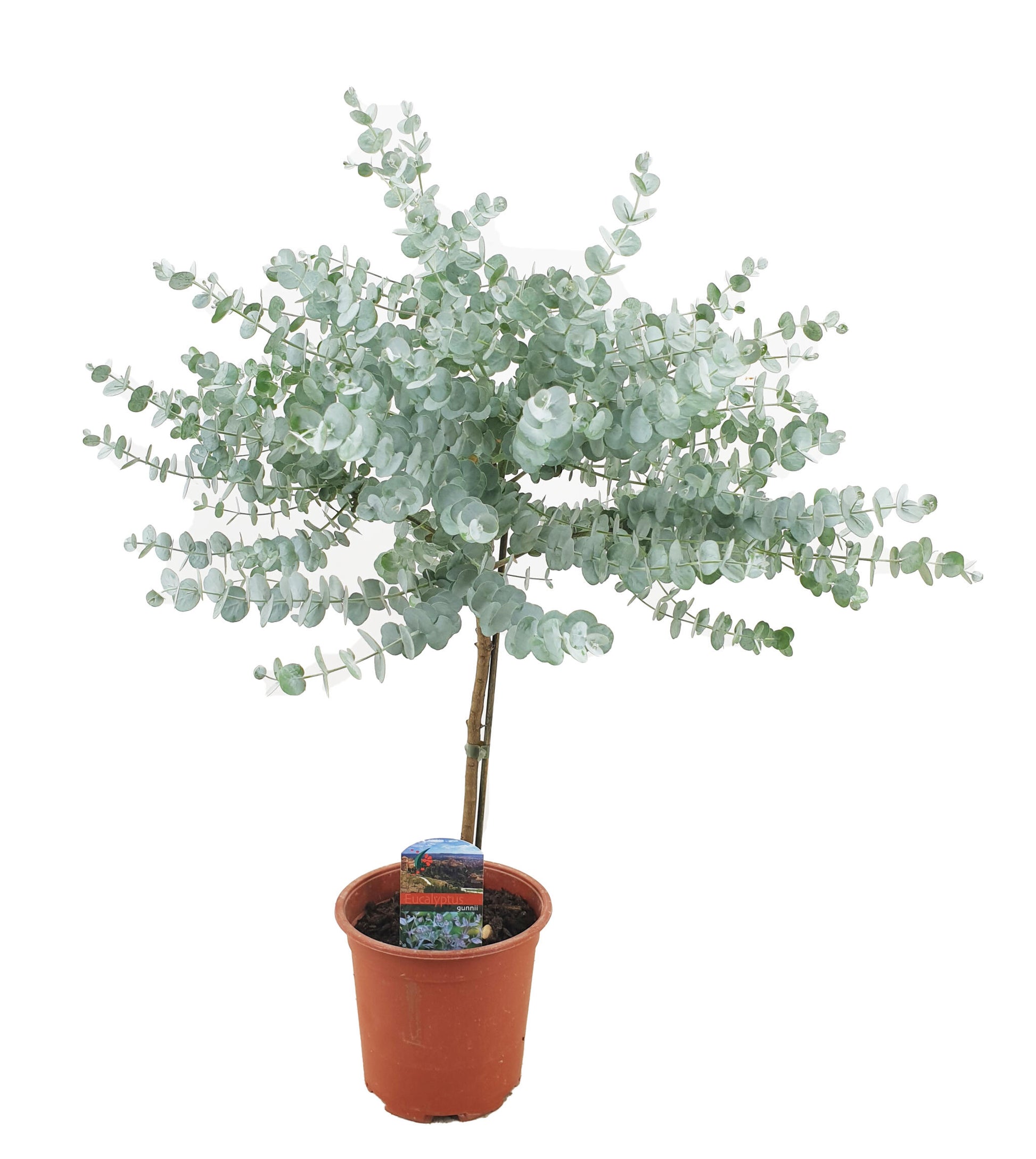Eucalipto - Eucalyptus 'gunnii' - Altura 55-65cm - ⌀17cm_0