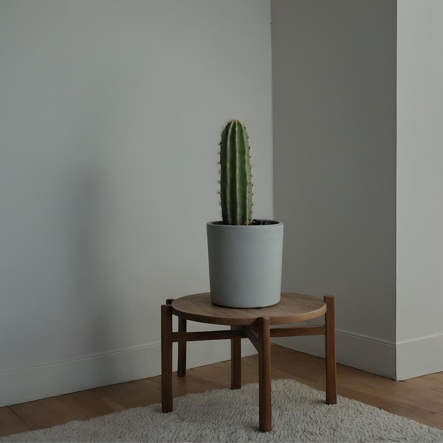 Euforbia Candelabro - Euphorbia Ingens - Altura 40-50cm - ⌀18cm_1