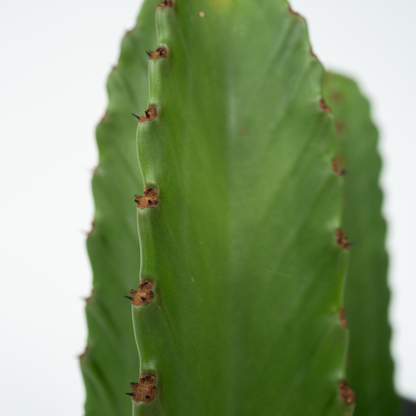 Euforbia Candelabro - Euphorbia Ingens - Altura 85-95cm - ⌀24cm_3
