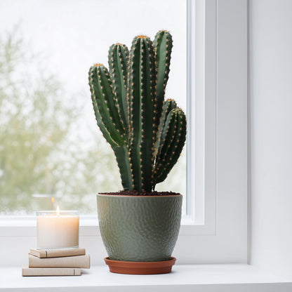 Euforbia Candelabro - Euphorbia Ingens - Altura 85-95cm - ⌀24cm_4