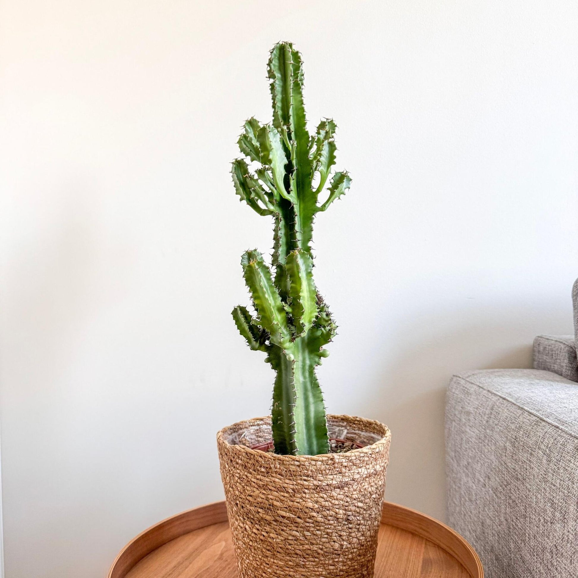 Euforbia Candelabro - Euphorbia Ingens - Incluye Cesta - Altura 50-60cm - ⌀17cm_4
