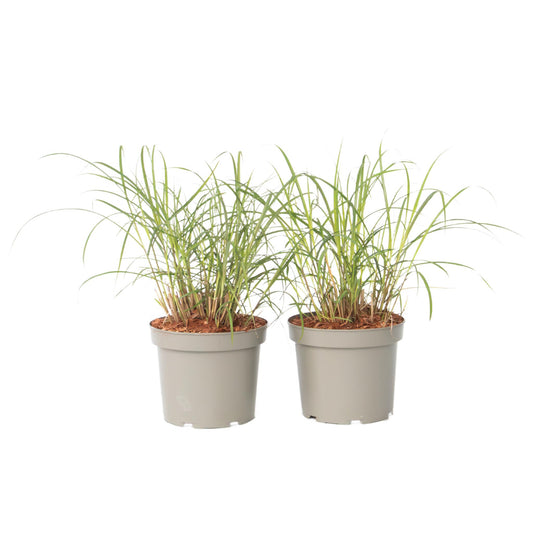 Eulalia - 2 Pzs - Miscanthus Sinensis 'red Chief' - Altura 40-60cm - ⌀23cm_0