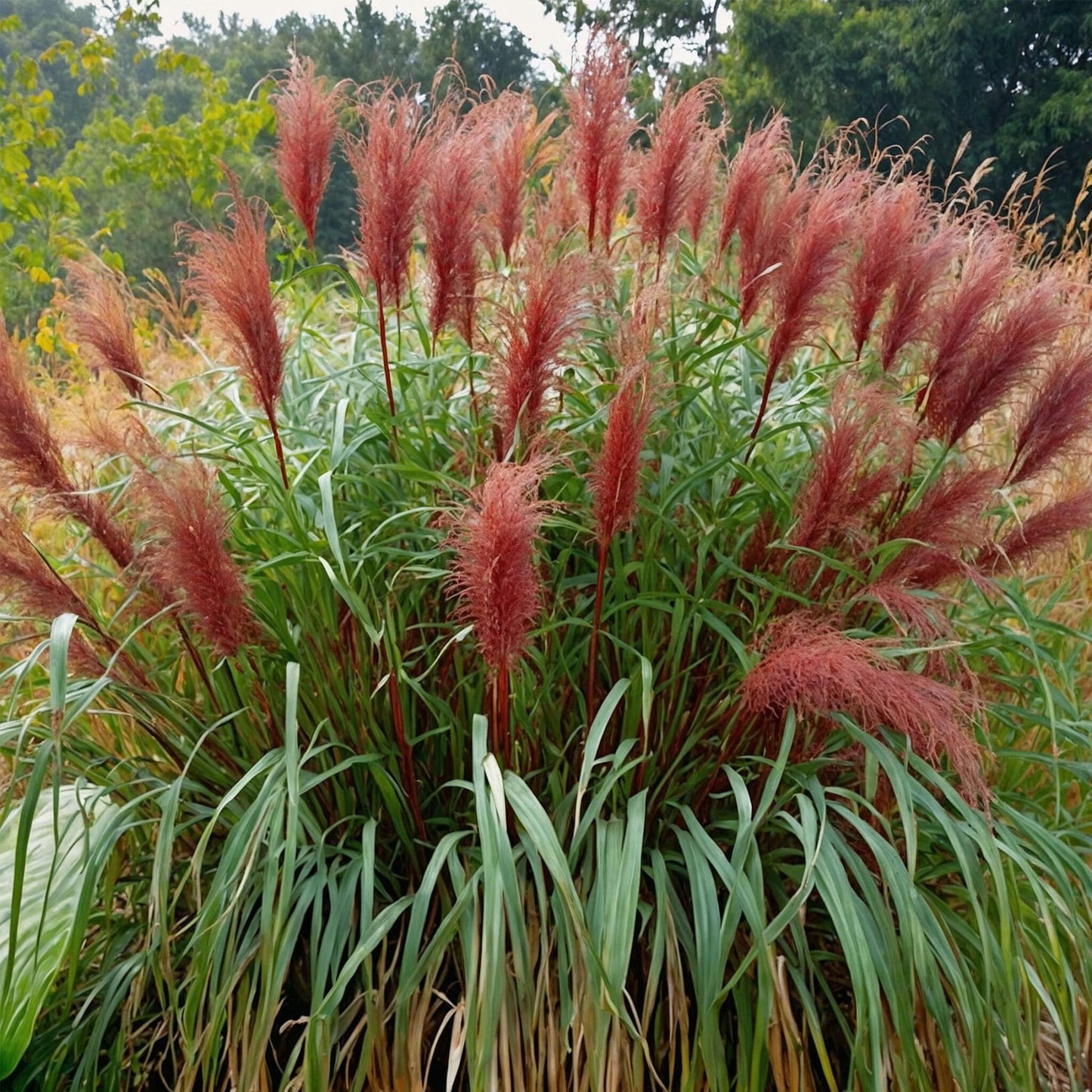 Eulalia - 2 Pzs - Miscanthus Sinensis 'red Chief' - Altura 40-60cm - ⌀23cm_1