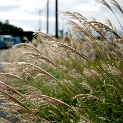 Eulalia - Miscanthus Sinensis 'kleine Silberspinne - Altura 20-30cm - ⌀23cm_1