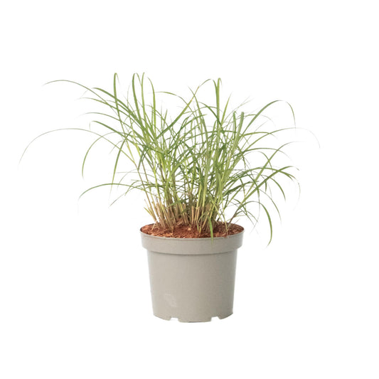 Eulalia - Miscanthus Sinensis 'red Chief' - Altura 40-60cm - ⌀23cm_0
