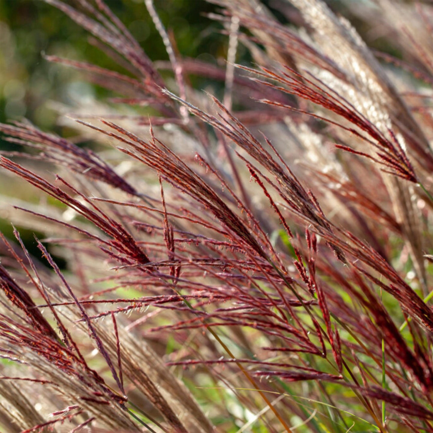 Eulalia - Miscanthus Sinensis 'red Chief' - Altura 40-60cm - ⌀23cm_3