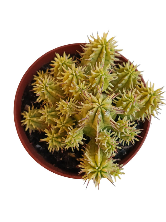 Euphorbia Aggregata Variegata Planta Suculenta Natural Ø8_0