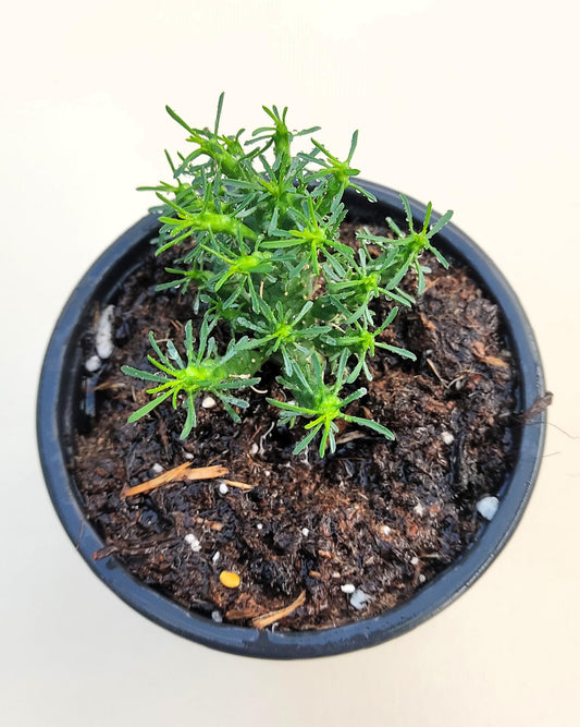 Euphorbia Flanaganii (cabeza De Medusa); Euforbia Suculenta, Planta De Colección; Curiosarium; Diámetro Maceta 10,5 Cm_0