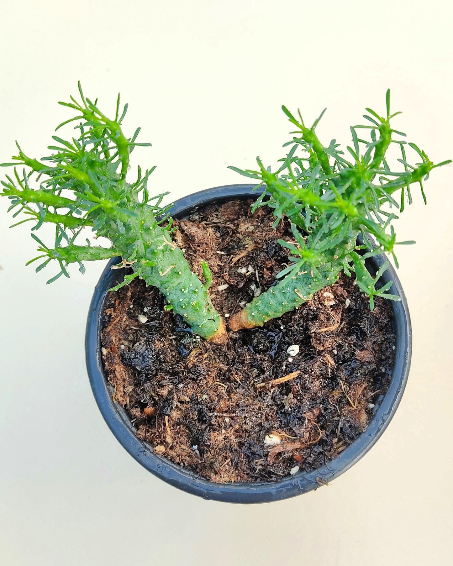 Euphorbia Flanaganii (cabeza De Medusa); Euforbia Suculenta, Planta De Colección; Curiosarium; Diámetro Maceta 10,5 Cm_1