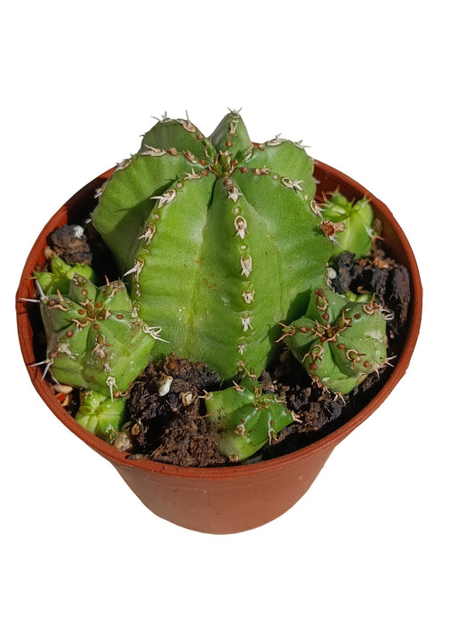 Euphorbia Frankii Planta Suculenta Natural Ø5_0
