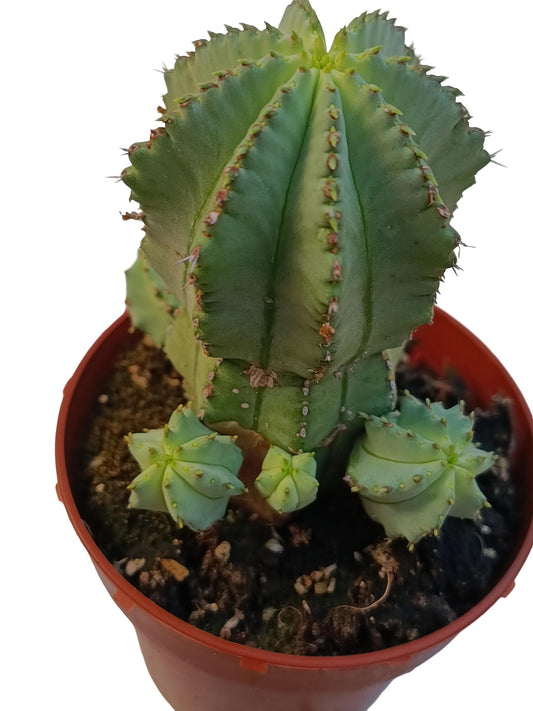 Euphorbia Fruticosa F. Inermis Planta Suculenta Natural Ø8_0