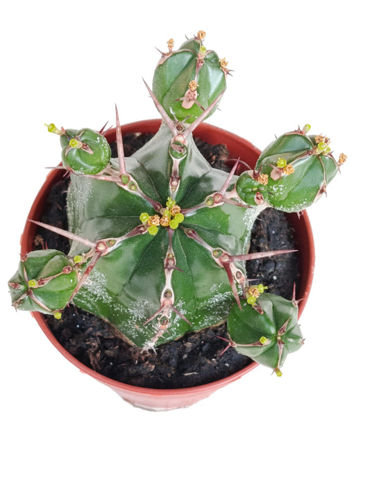 Euphorbia Handensis Planta Suculenta Natural Ø8_0