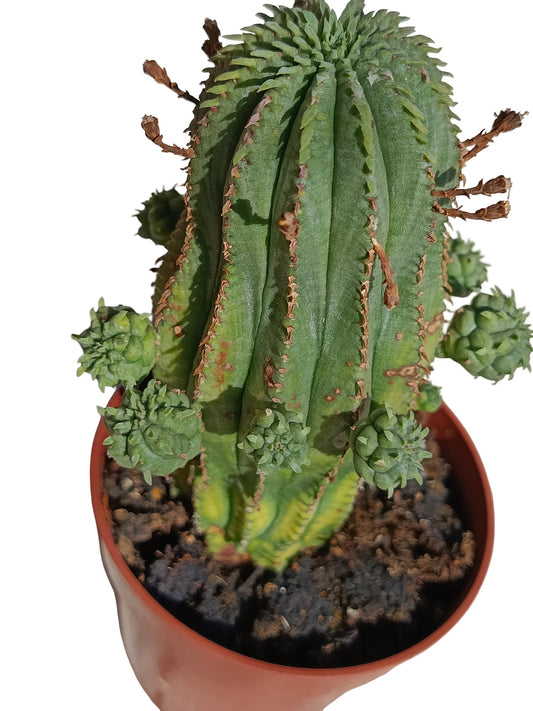 Euphorbia Infausta Planta Suculenta Natural Ø8_0