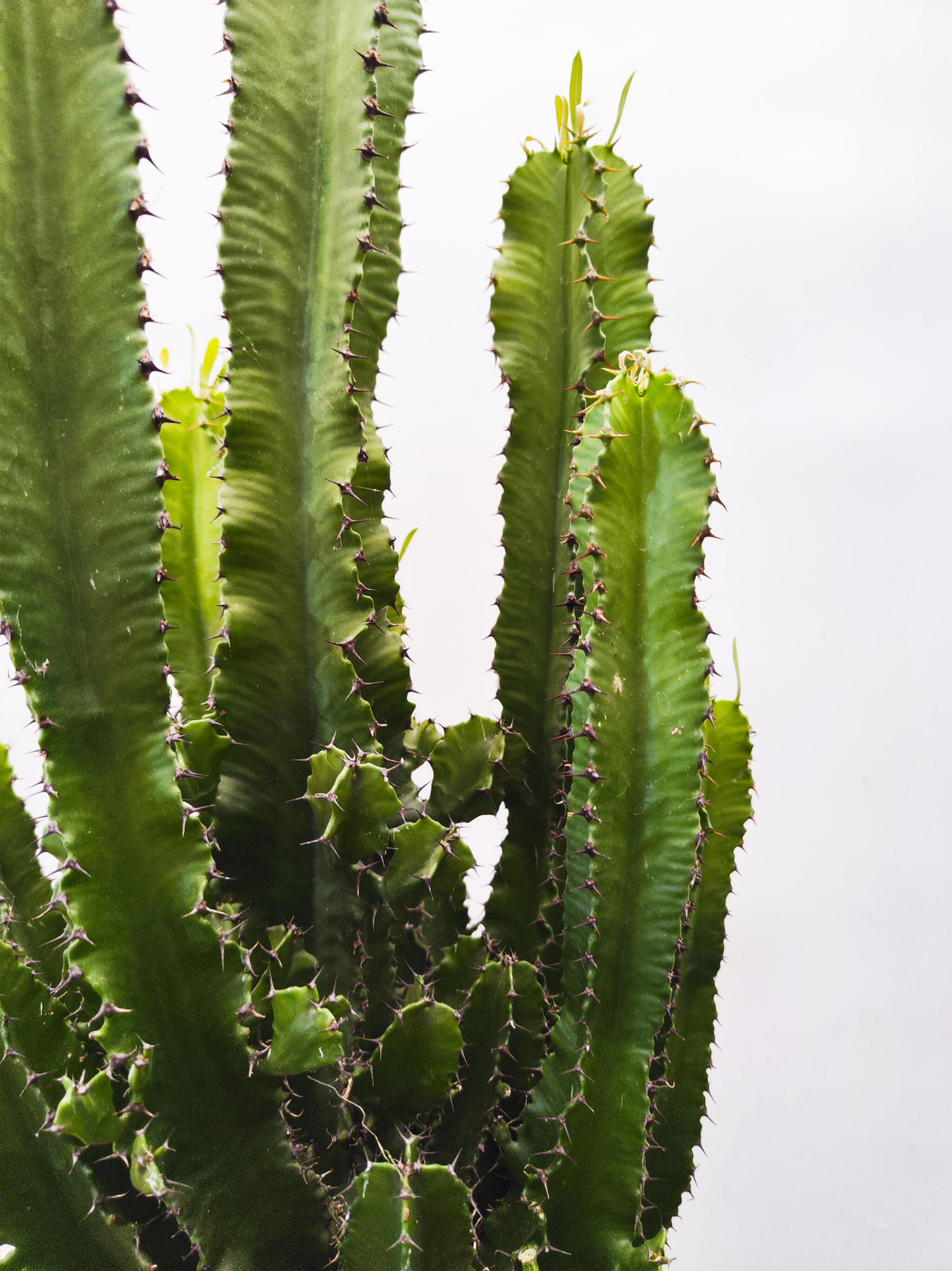 Euphorbia Ingens_2