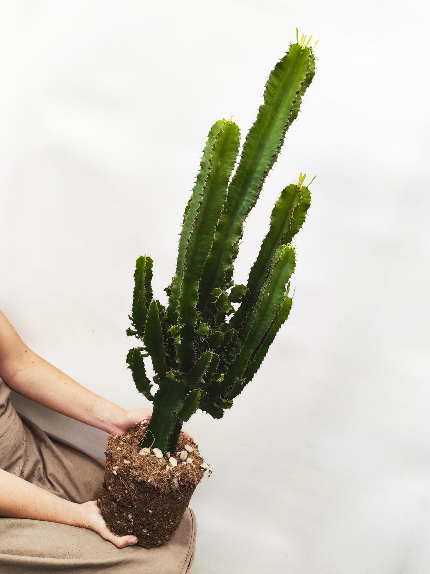 Euphorbia Ingens_3