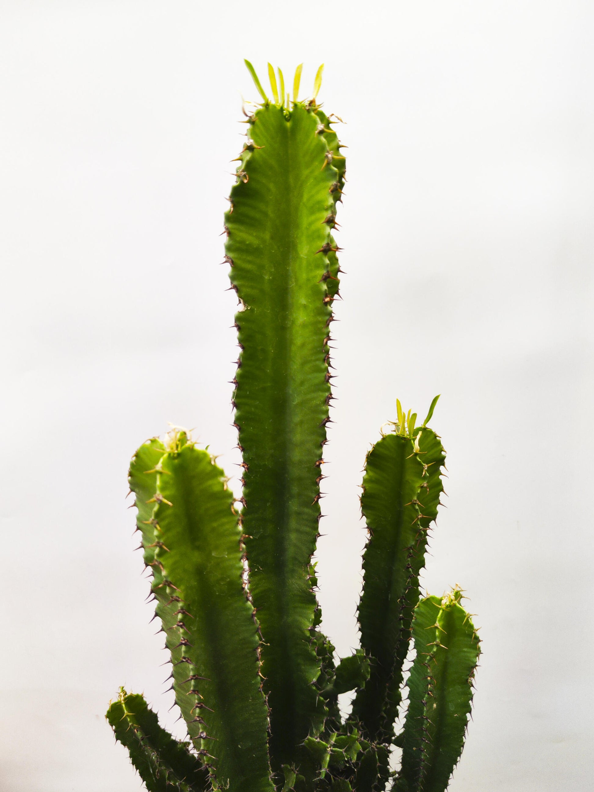 Euphorbia Ingens_4