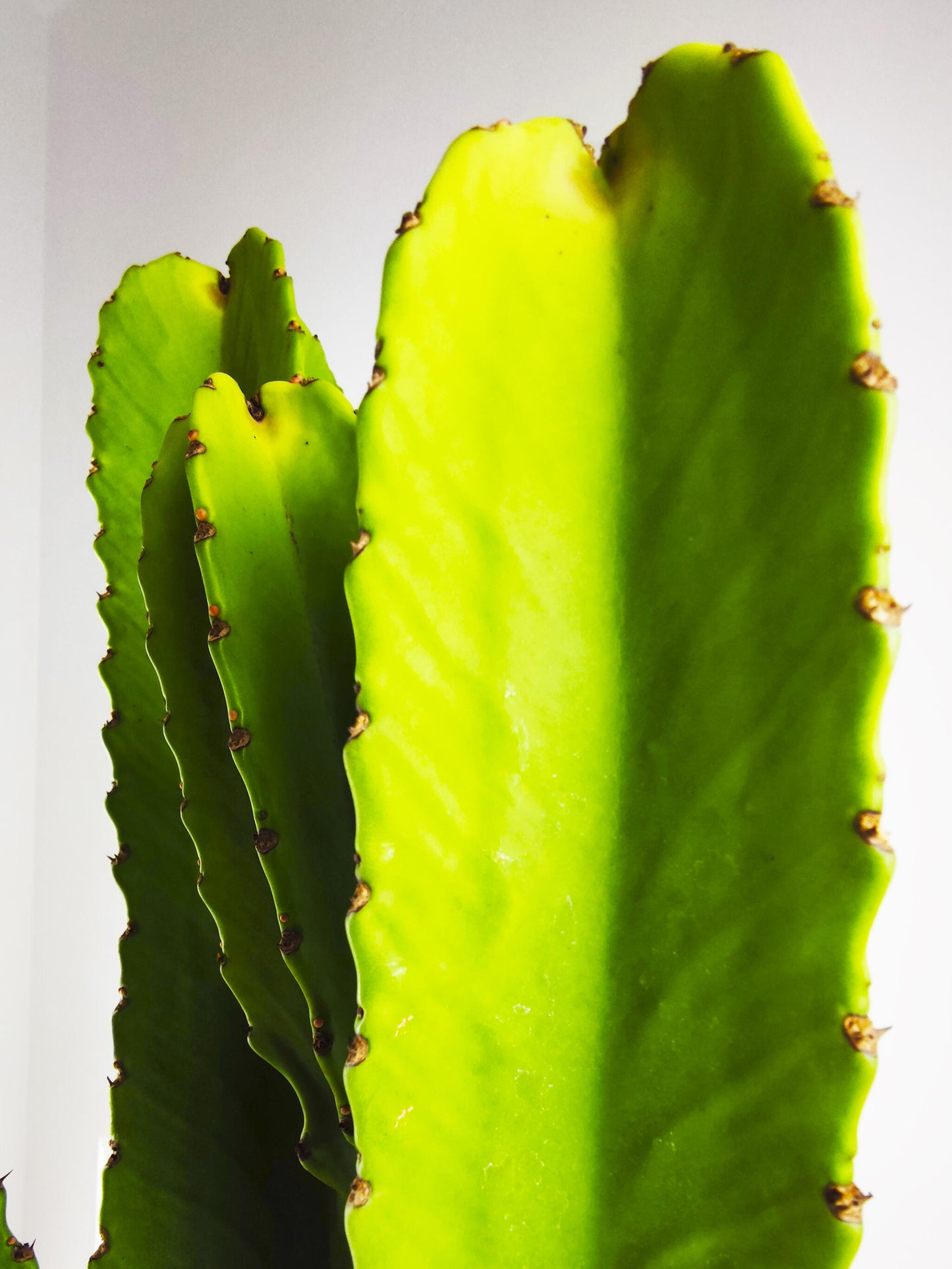 Euphorbia Ingens Candelabro | Altura 65cm - Diámetro 20cm_1