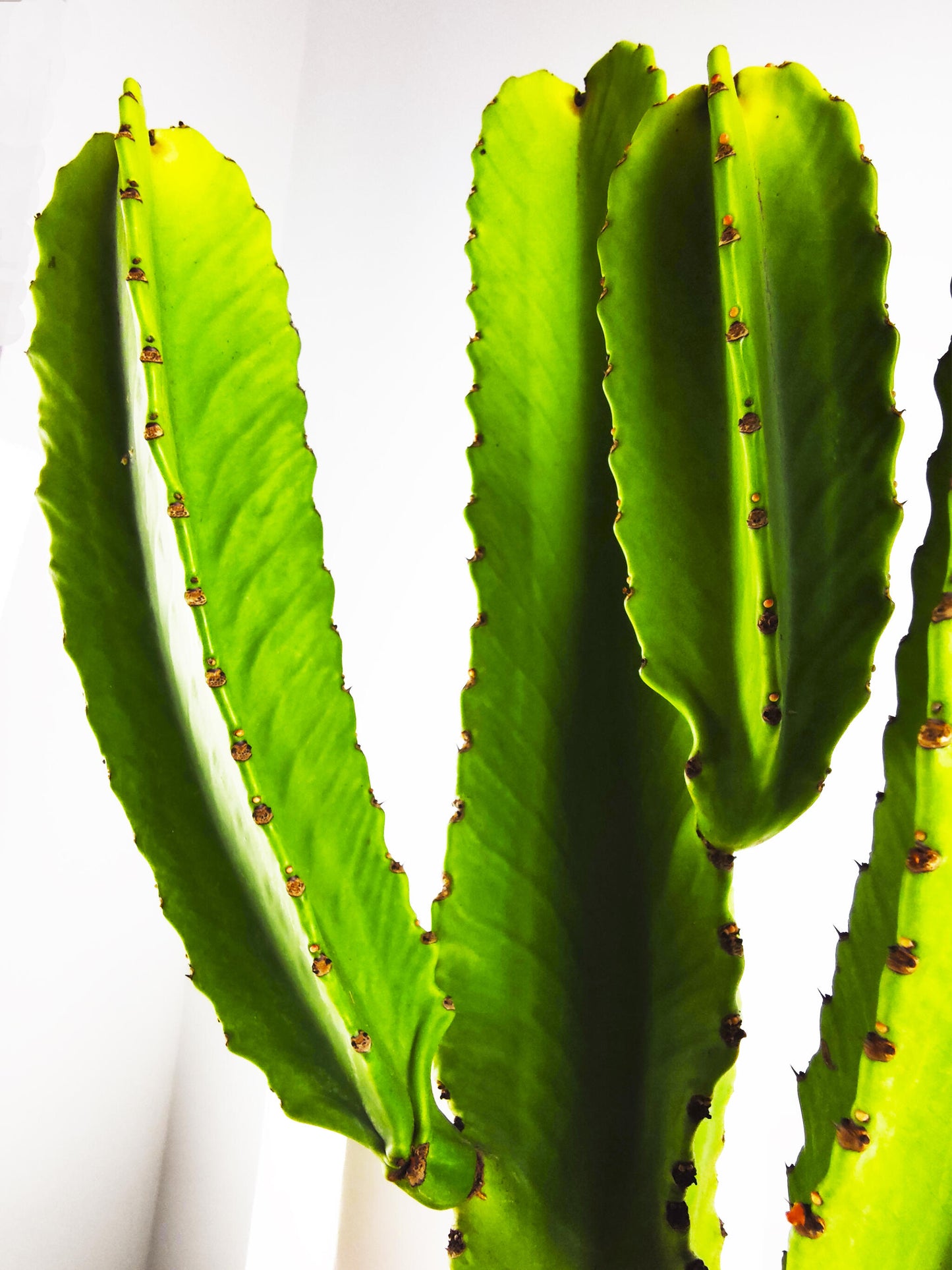 Euphorbia Ingens Candelabro | Altura 65cm - Diámetro 20cm_3