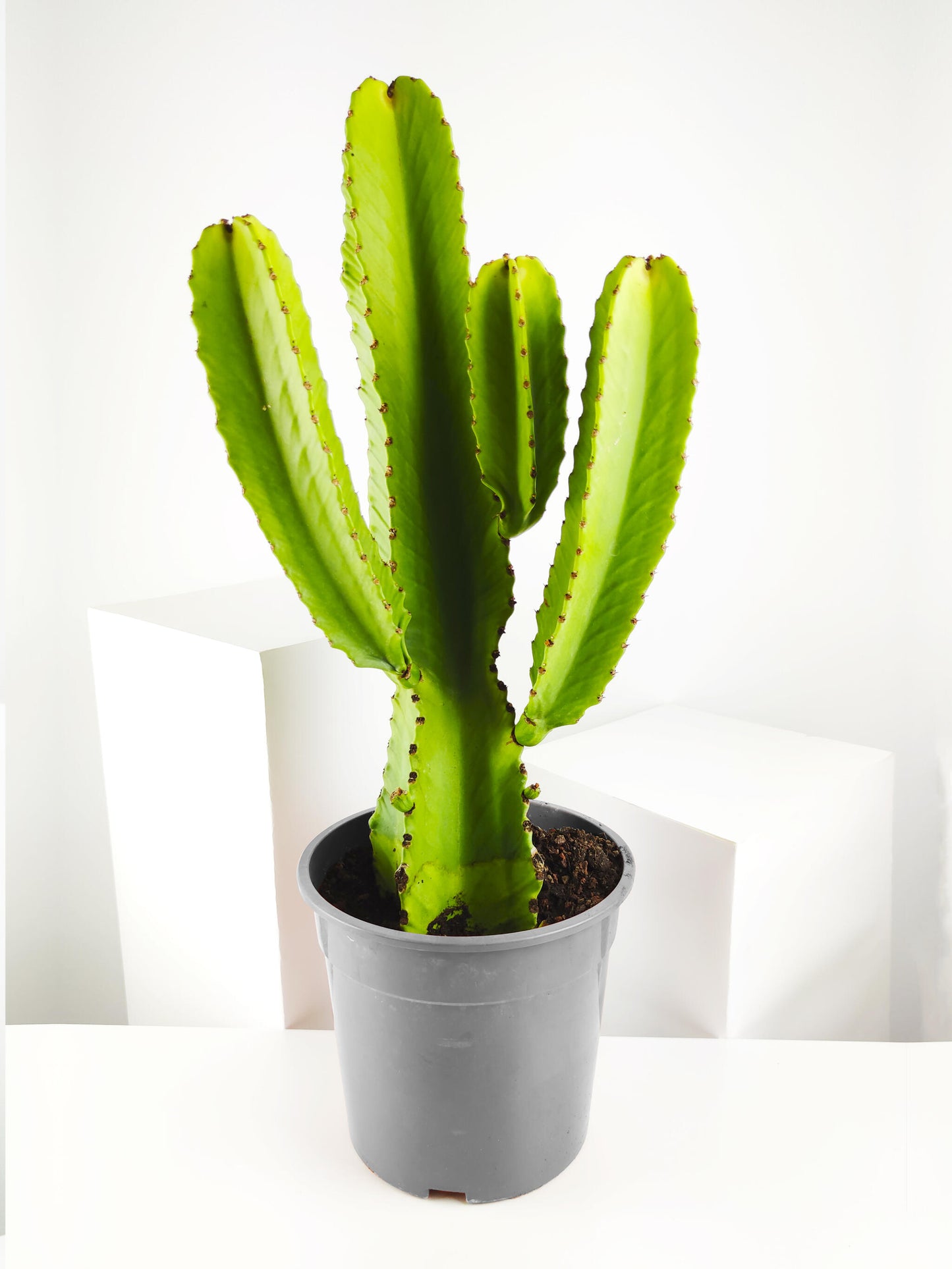 Euphorbia Ingens O Árbol Candelabro_1