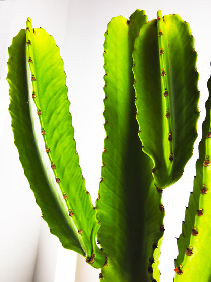 Euphorbia Ingens O Árbol Candelabro_2