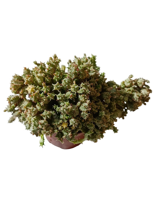 Euphorbia Mammillaris prolifera Variegata Planta Suculenta Natural Ø5_0