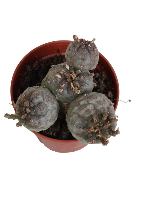Euphorbia Obesa X Globosa Planta Suculenta Natural Ø5_0
