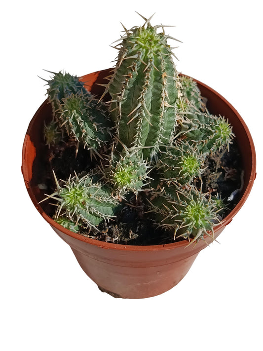 Euphorbia Phillipsioides Planta Suculenta Natural Ø8_0
