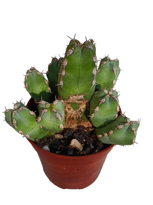 Euphorbia Resinifera Planta Suculenta Natural Ø5_0