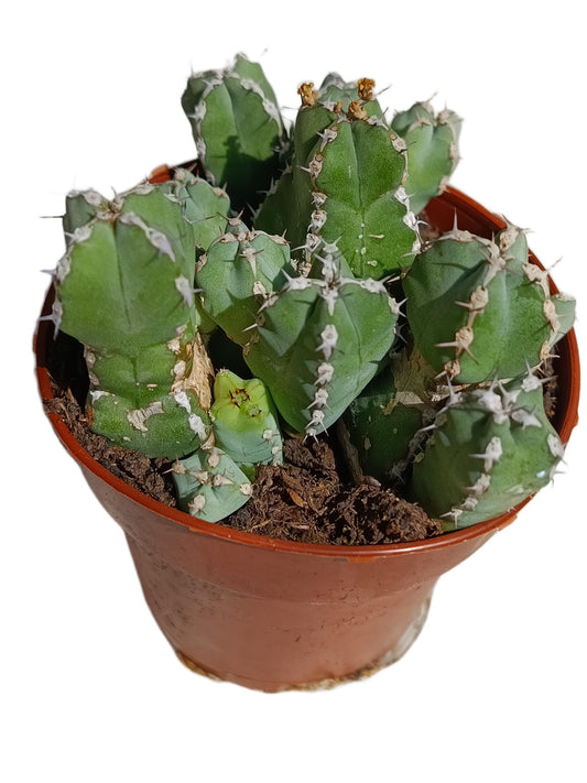 Euphorbia Resinifera Planta Suculenta Natural Ø8_0