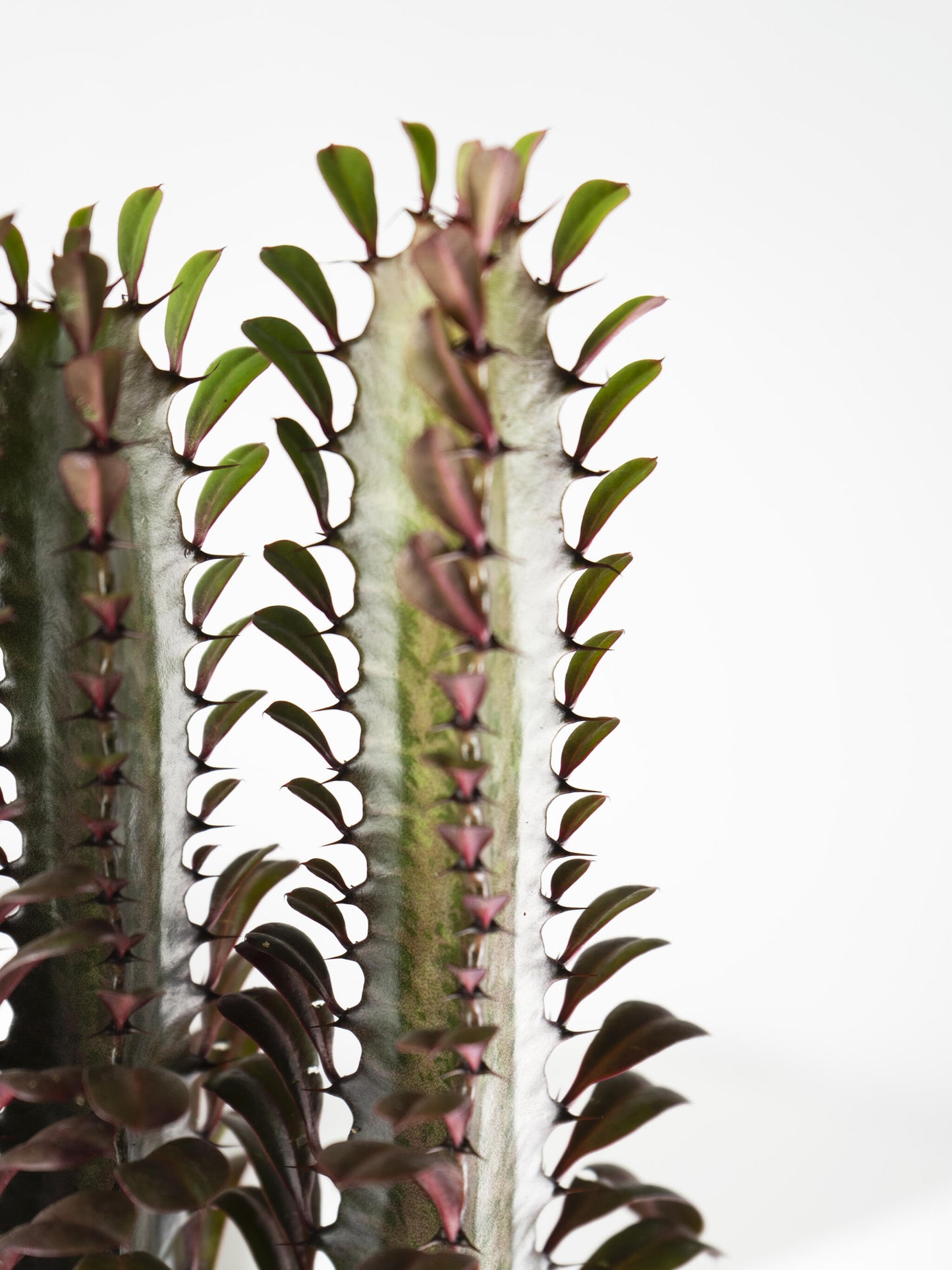 Euphorbia Trigona | Altura 35cm - Maceta 12cm_1