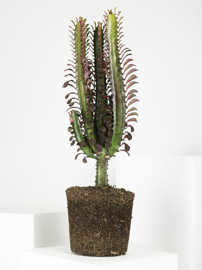 Euphorbia Trigona | Altura 35cm - Maceta 12cm_2