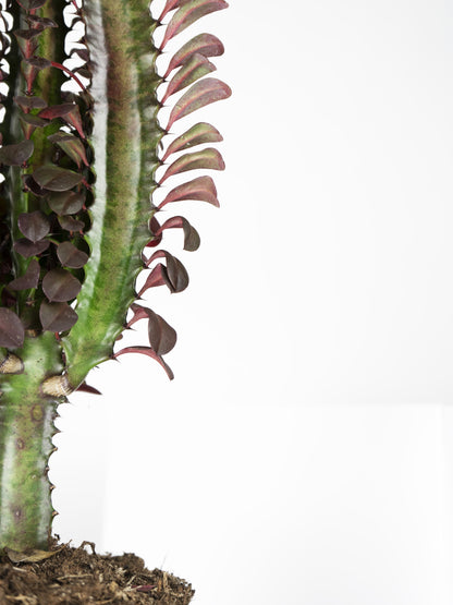Euphorbia Trigona | Altura 35cm - Maceta 12cm_4