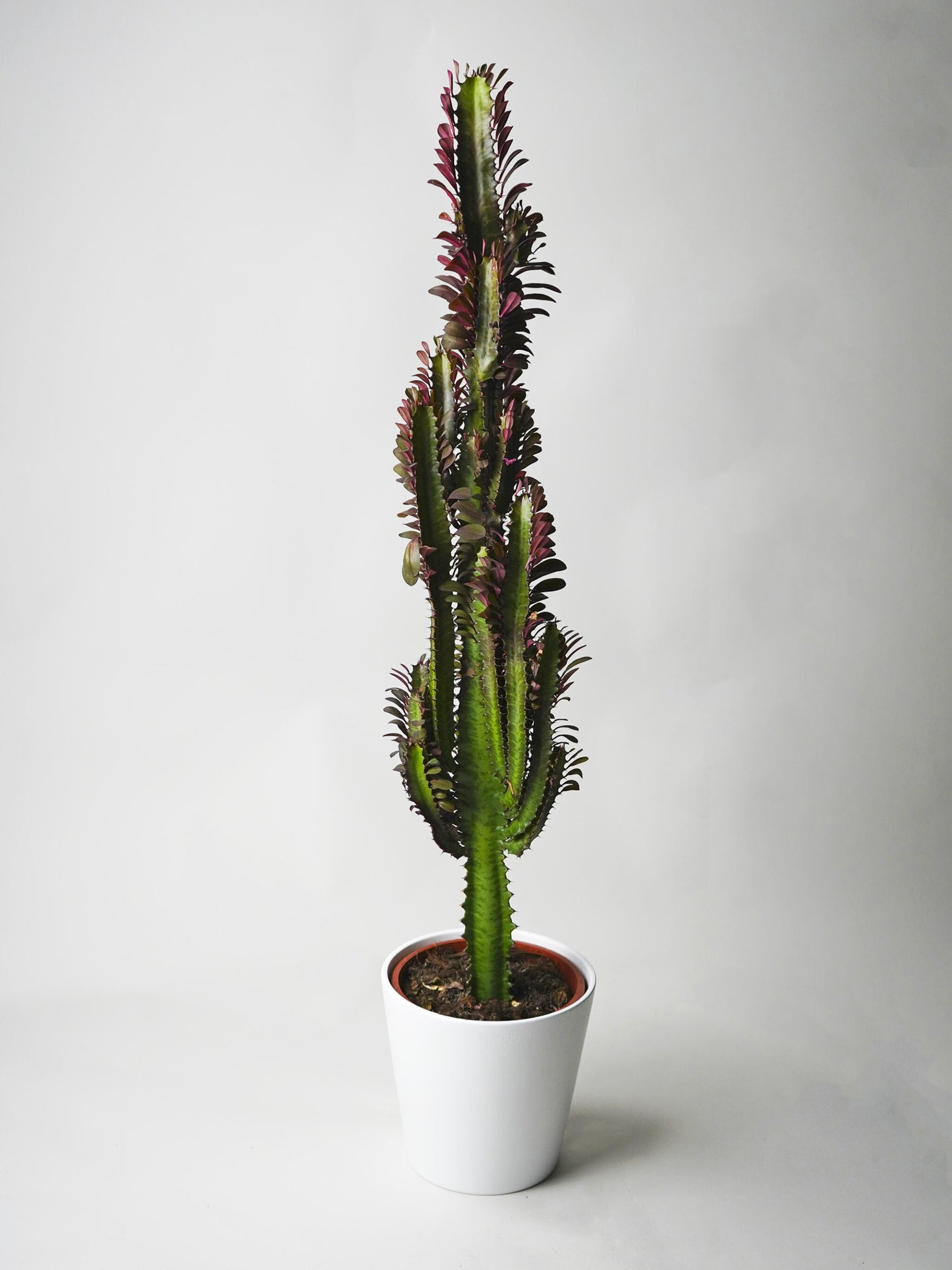 Euphorbia Trigona | Altura 50cm - Maceta 17cm_0