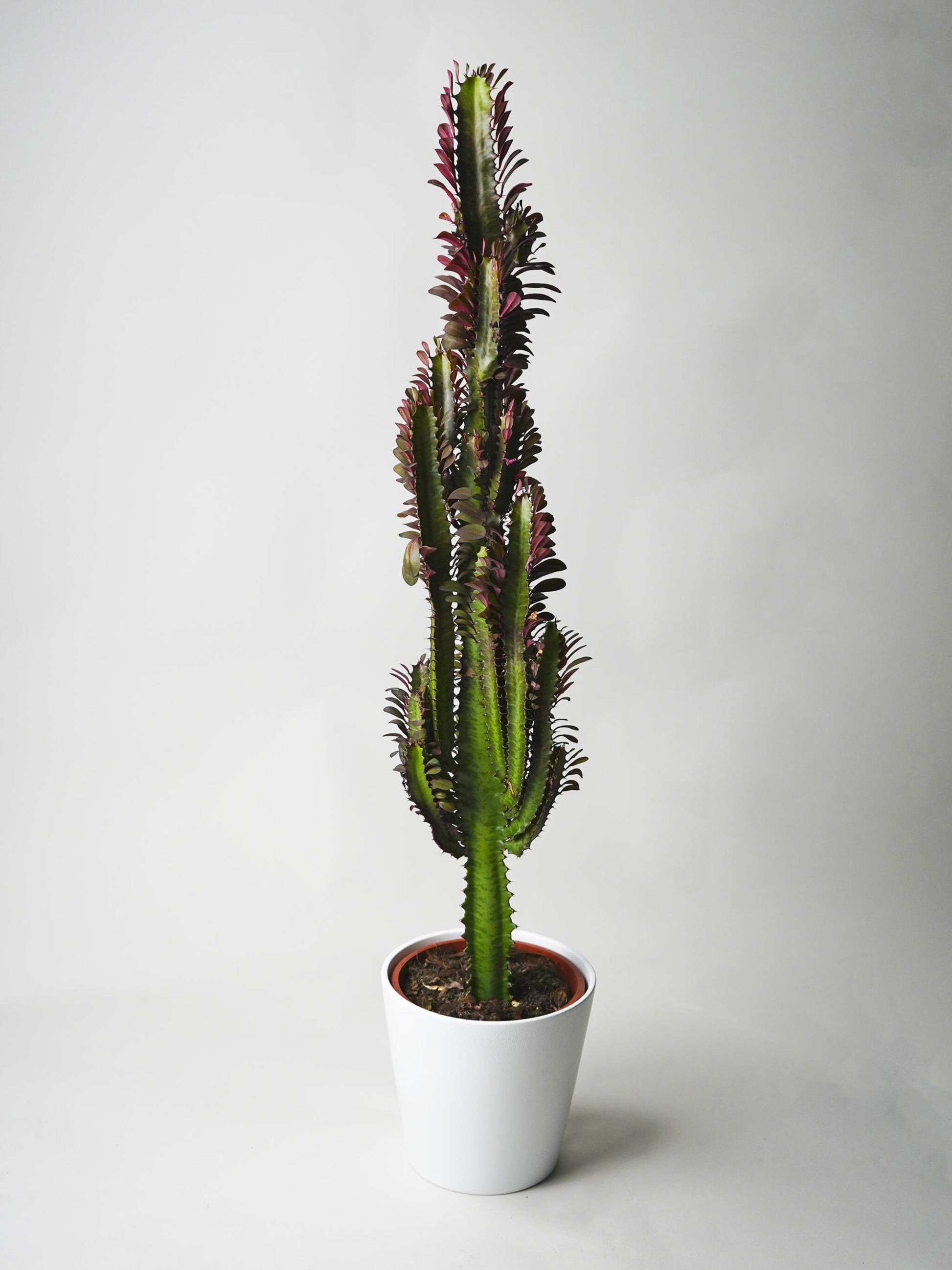 Euphorbia Trigona | Altura 50cm - Maceta 17cm_0