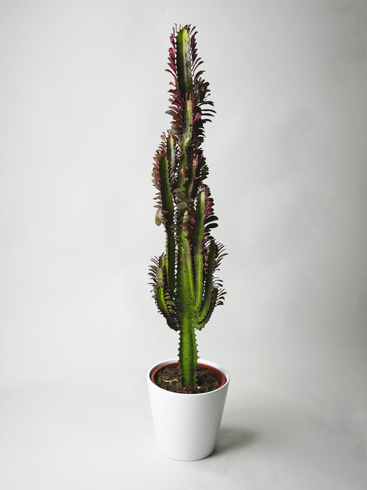 Euphorbia Trigona | Altura 50cm - Maceta 17cm_0