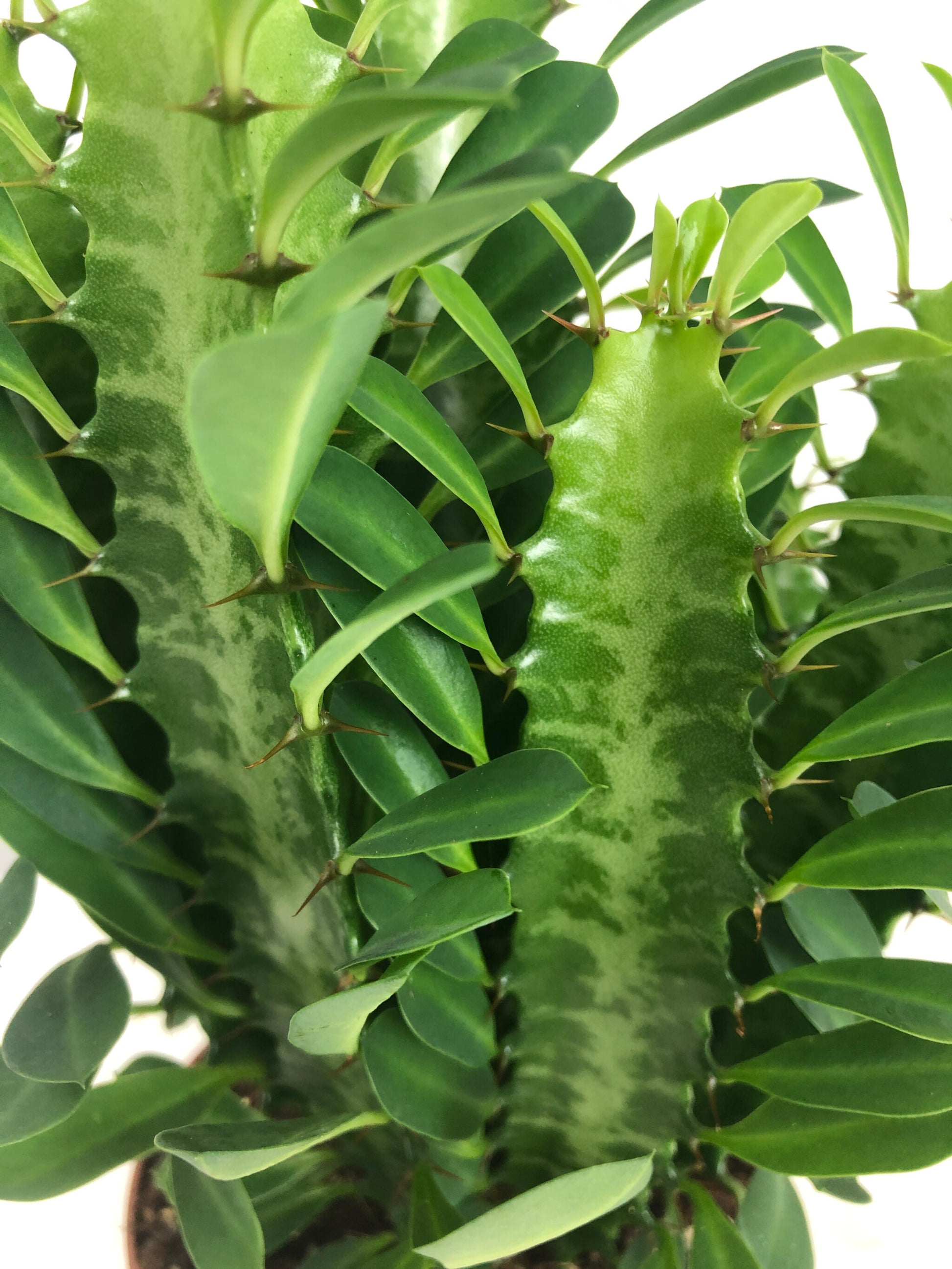 Euphorbia Trigona M12 30cm_1