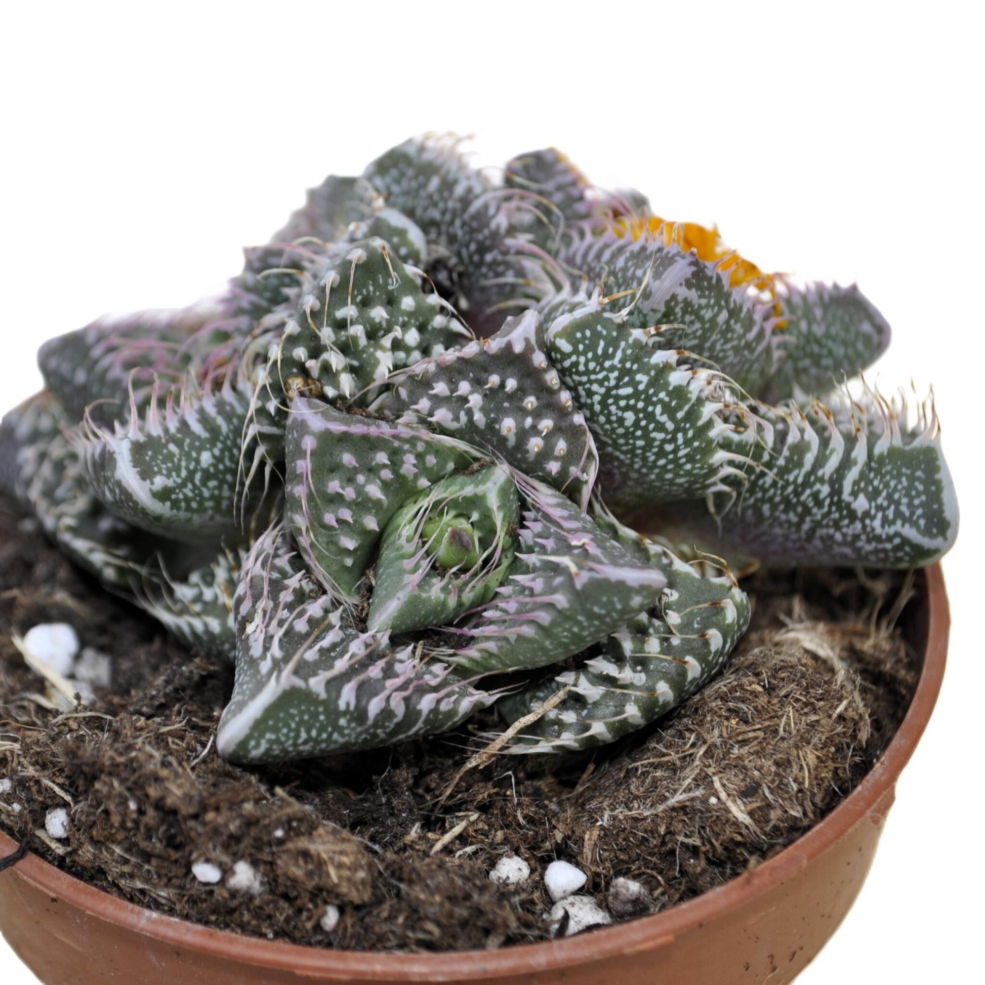 Faucaria Tuberculosa 'pink Selection' (faucaria Selección Rosa); Planta Suculenta Extraña; Curiosarium; Maceta 8,5 Cm_1